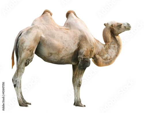 The Bactrian camel (Camelus bactrianus).