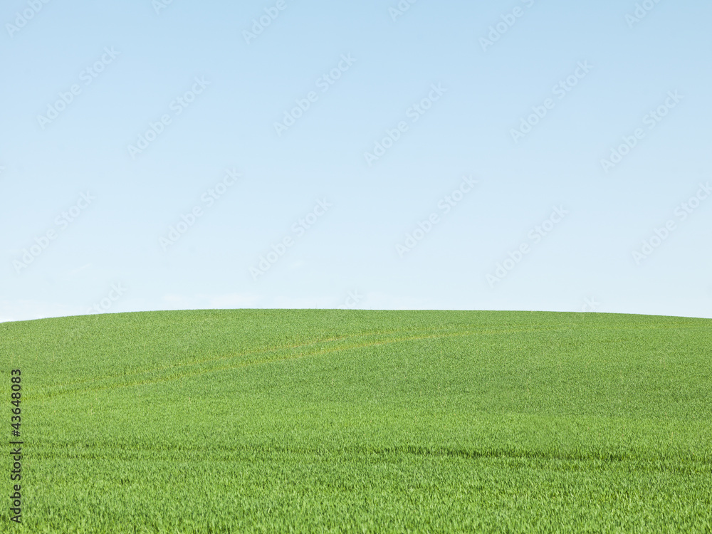 Fototapeta premium Green Field