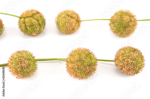 Plane-tree seed balls