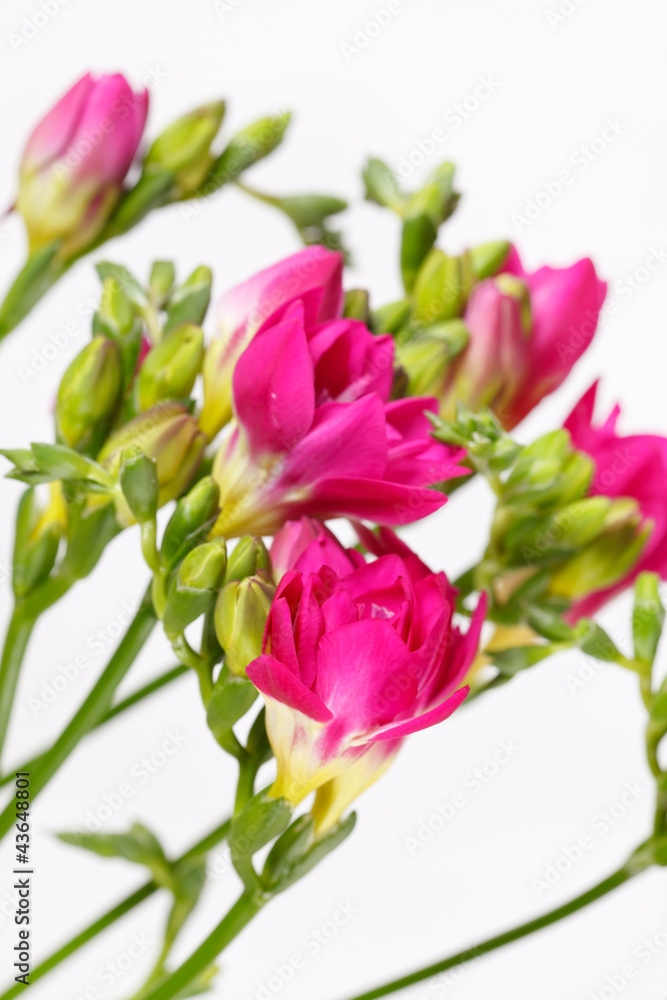 purple freesia purple freesia