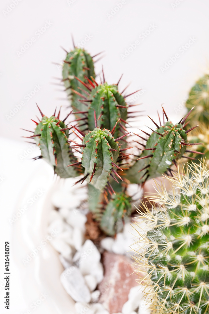 cactus flowers cactus flowers