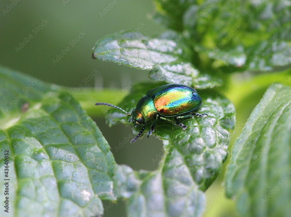 Fototapeta premium Prächtiger Blattkäfer (Chrysolina fastuosa)