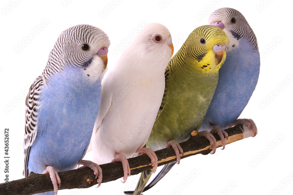 Fototapeta premium ptak