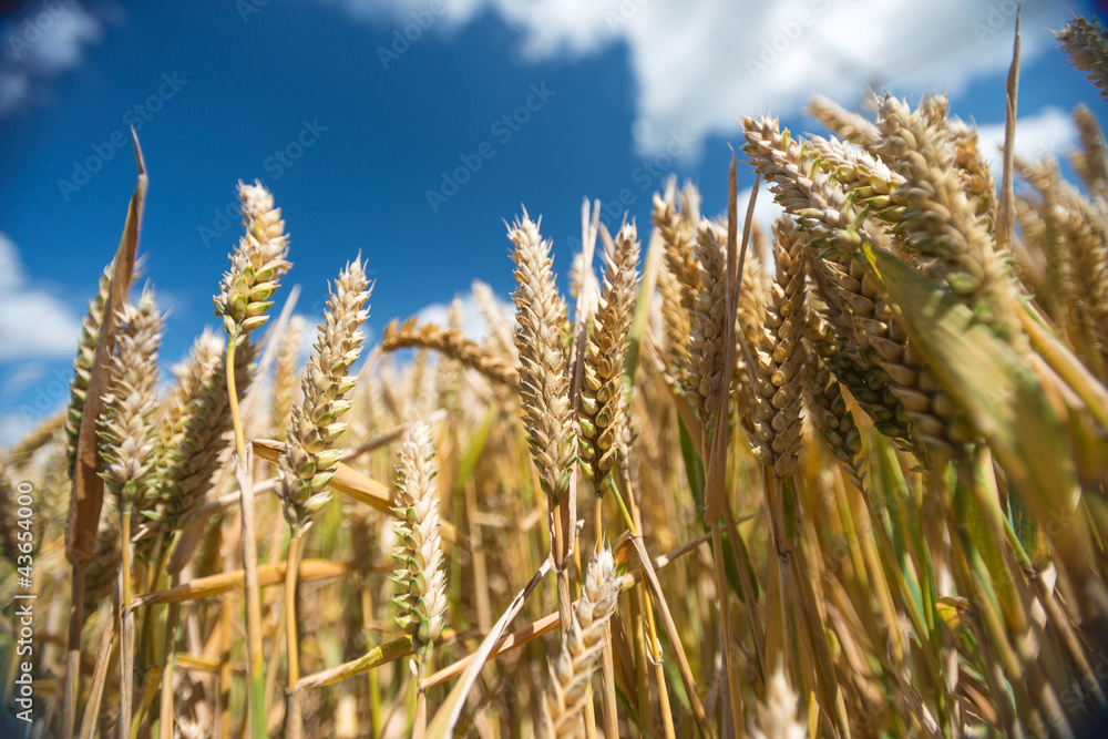 Corn growing on a field in summer Corn growing on a field in summer