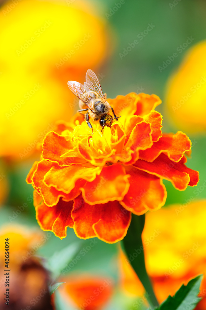 Macro shot of bee collecting pollen from calendula flower Macro shot of bee collecting pollen from calendula flower