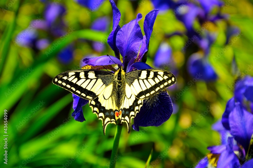 Beautiful swallowtail butterfly on purple iris Beautiful swallowtail butterfly on purple iris