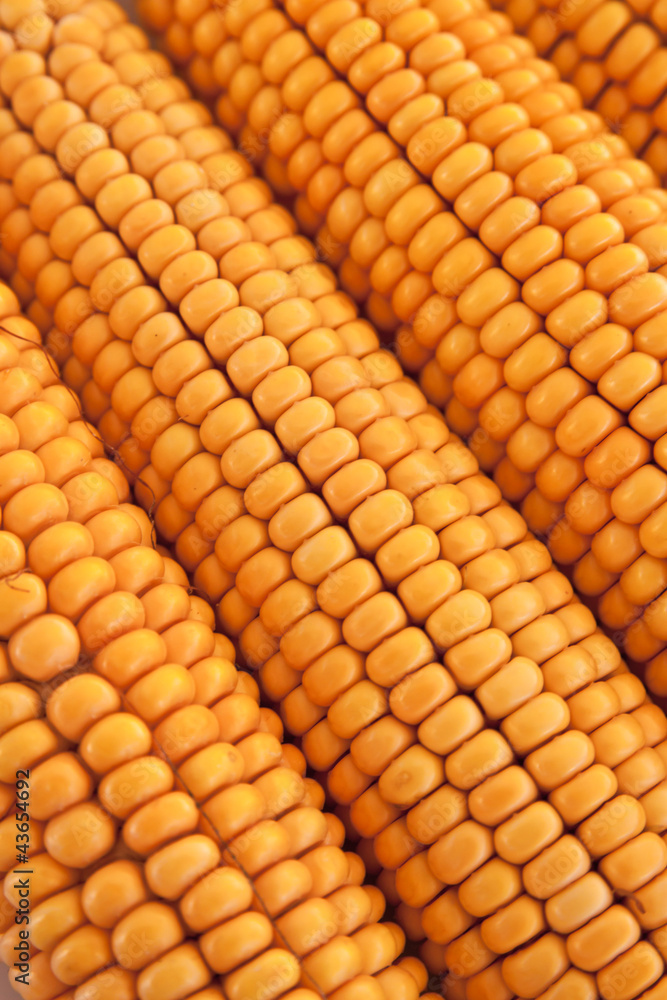 Fototapeta premium Gold corn