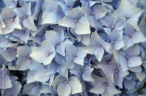 bouquet of pretty blue flowers