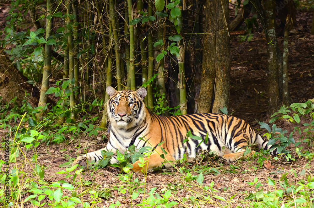 Fototapeta premium bengal tiger
