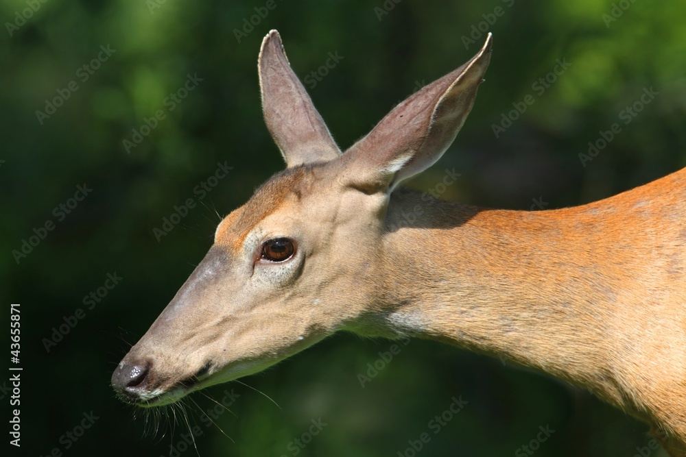 Naklejka premium White-tailed Deer Doe