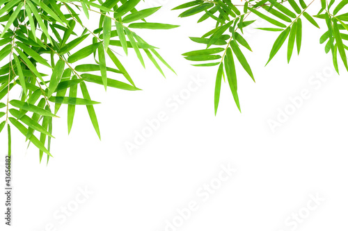 bamboo  leaves