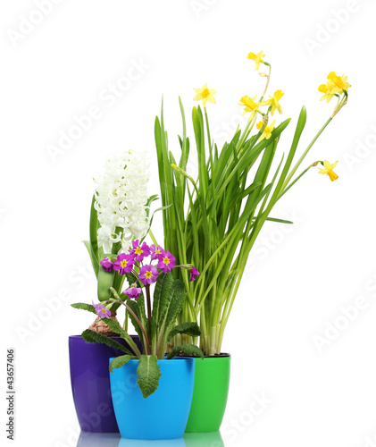 Fototapeta Naklejka Na Ścianę i Meble -  beautiful spring flowers in pots isolated on white