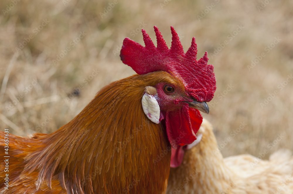 Close up of a rooster