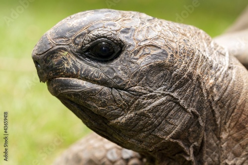African Spurred Tortoise head
