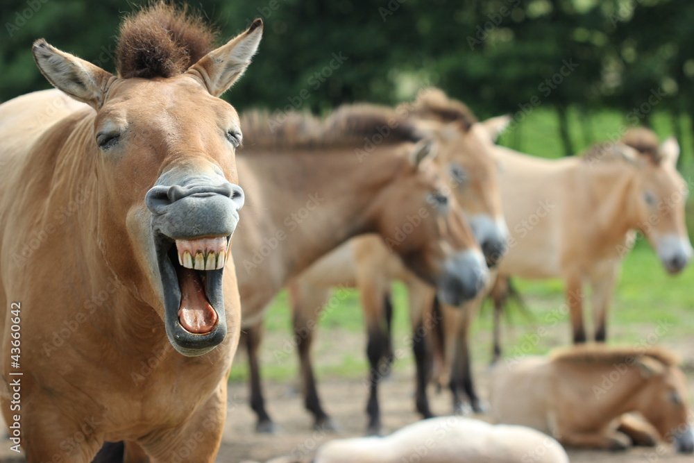 Gähnender Przewalskihengst mit seiner Herde