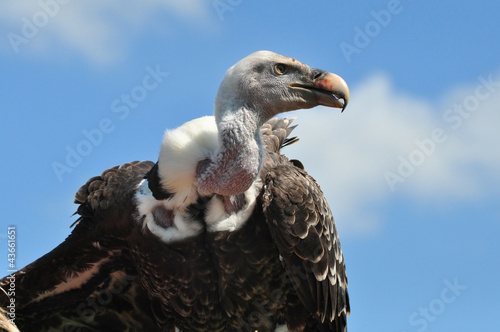 Ruppel vulture against a blue sky