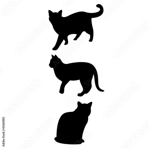 drei katzen