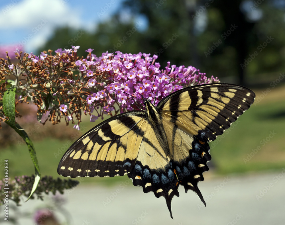 Fototapeta premium Eastern Tiger Swallowtail (Papilio glaucus)
