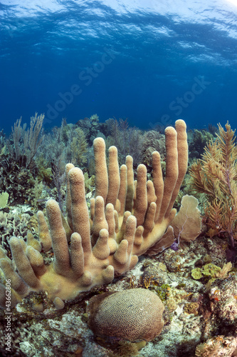 Coral gardens with pillar coral off the Coast of Roatan Honduras