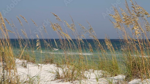 Beach Sea Oats Seagulls