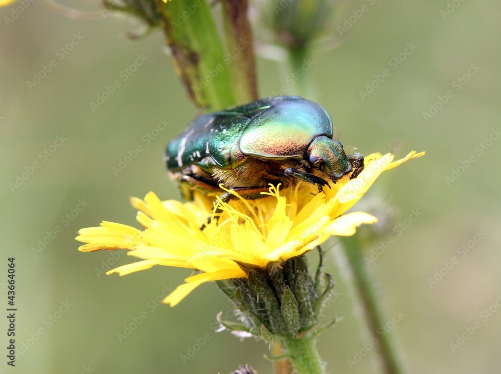 Fototapeta premium Rosenkäfer auf Blüte