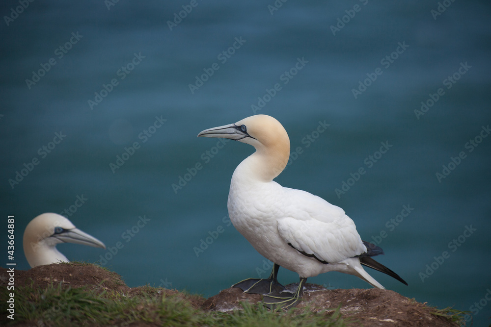 Northern gannets above Bempton Cliffs RSPB reserve Northern gannets above Bempton Cliffs RSPB reserve