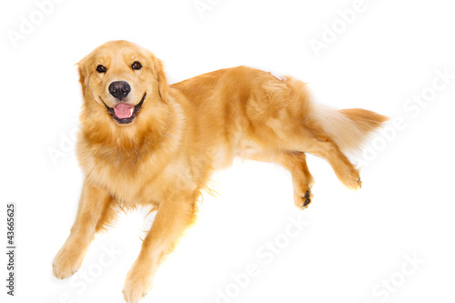 Fototapeta Naklejka Na Ścianę i Meble -  Friendly Dog