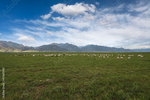 sheep herd on grassland under the blue sky