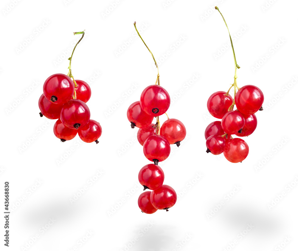 Three Branches of red currants