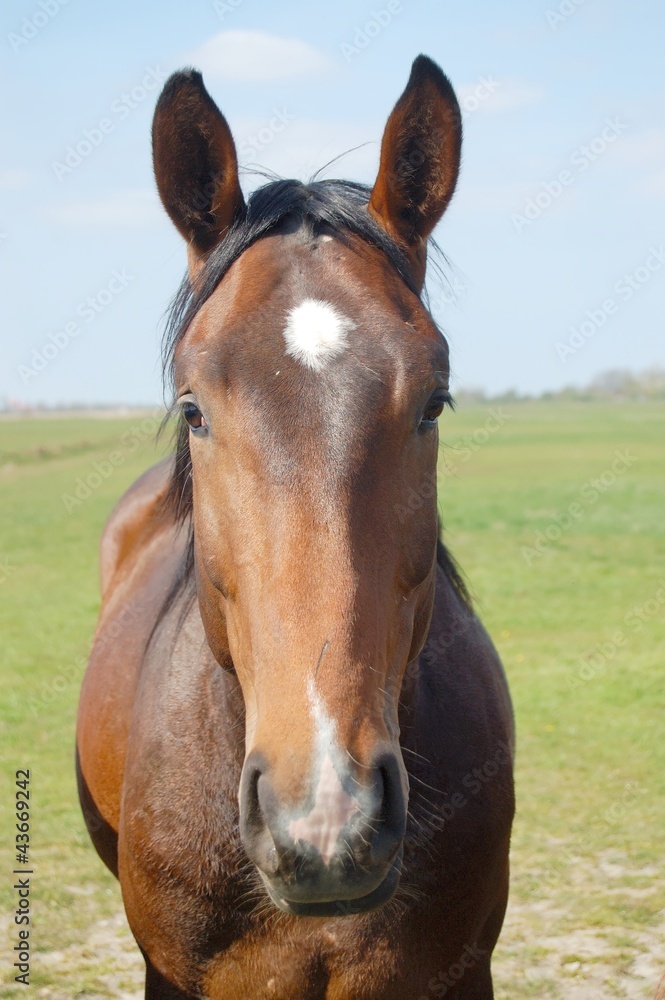 Fototapeta premium Pferdekopf in der Totale