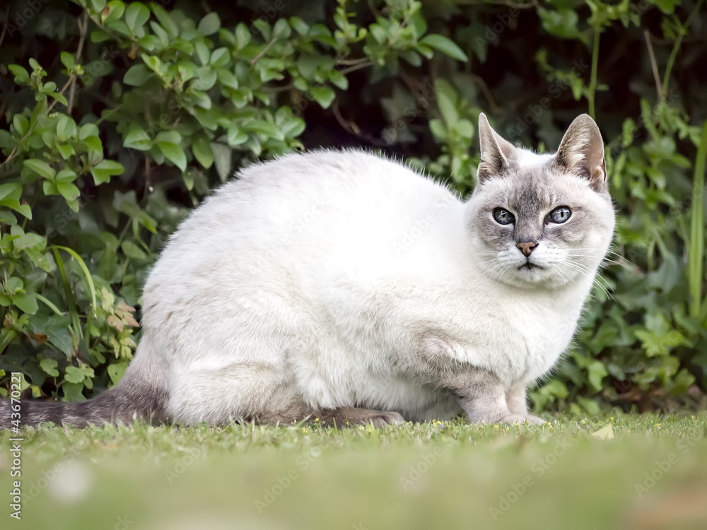 cat portrait