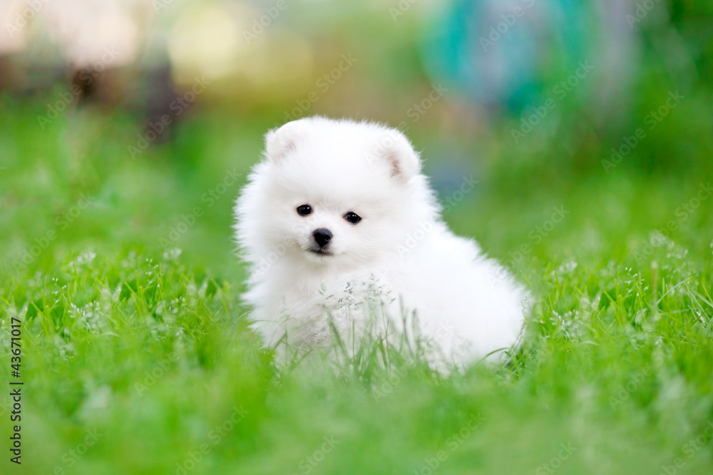 White pomeranian spitz puppy sitting in the grass - obrazy, fototapety, plakaty 
