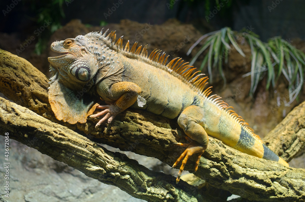 iguana iguana