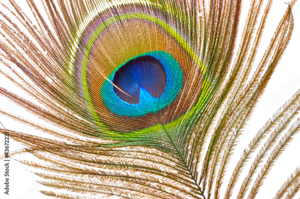 Fototapeta premium Peacock Feathers