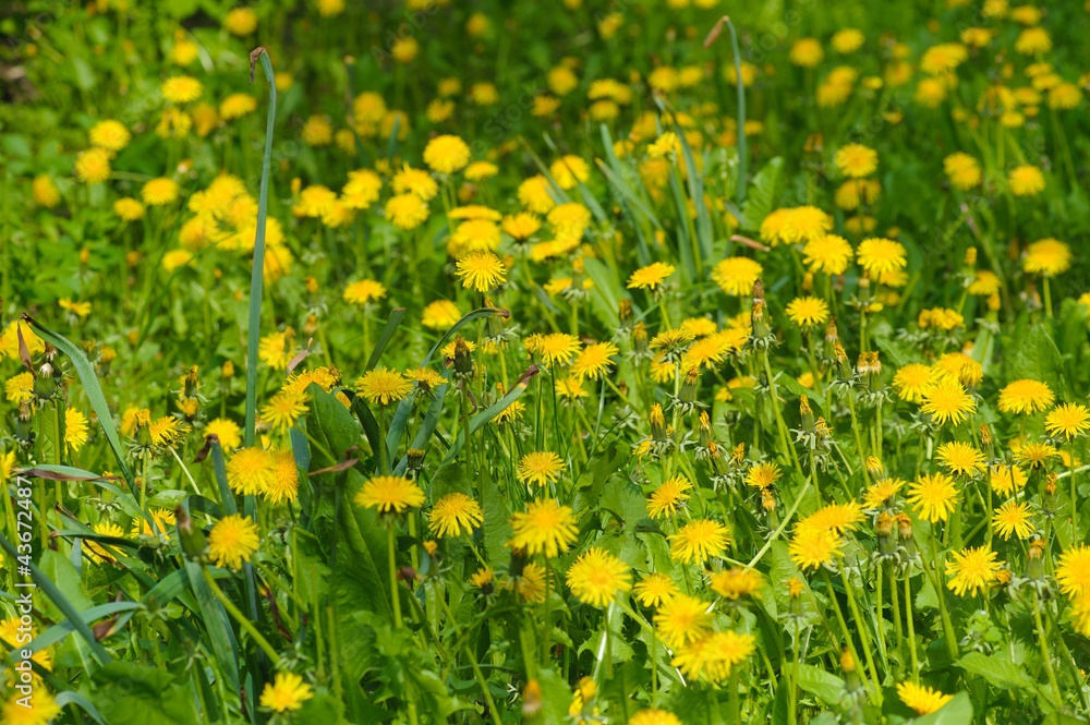 Dandelion Dandelion