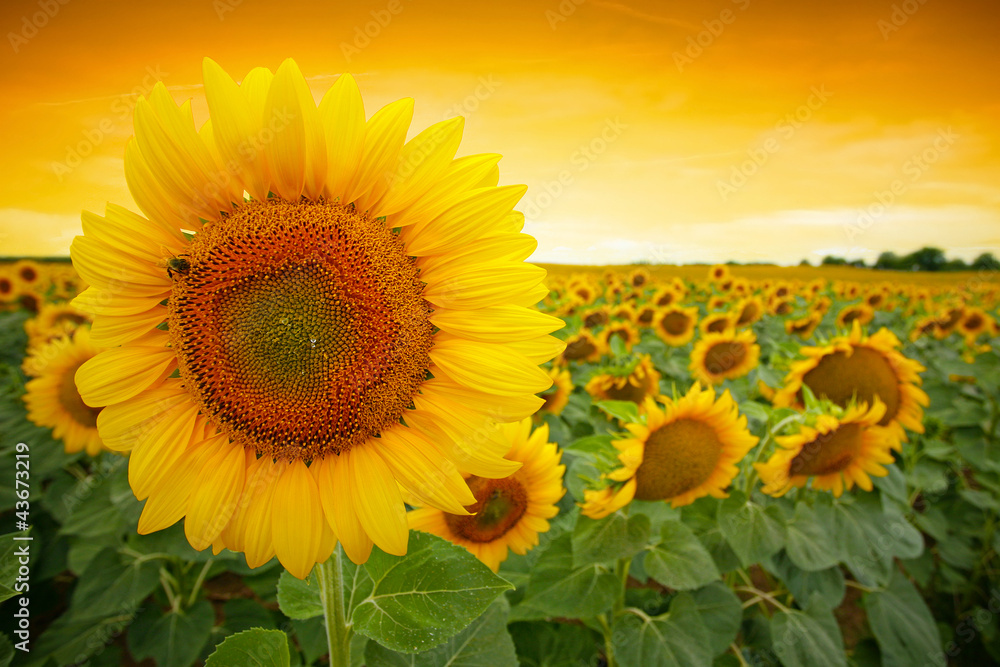 Fototapeta premium Sunflower field