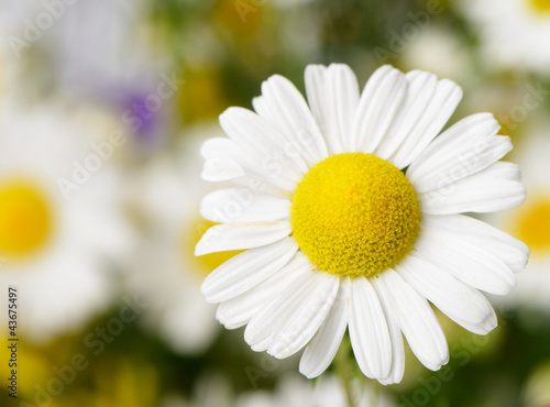 Wild chamomile with reflection in water.