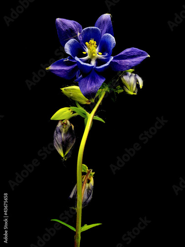 Leinwand Poster blue columbine - aquilegia flowers