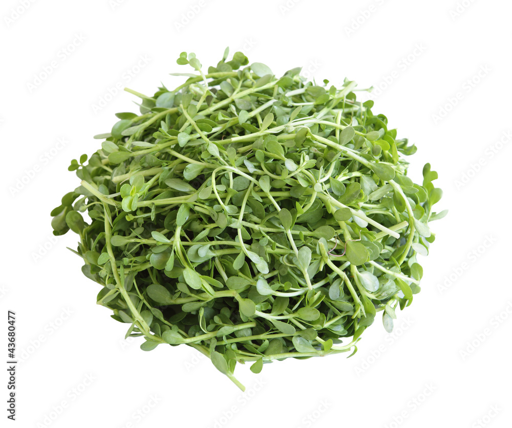 Bacopa monnieri Bitter Leaf Bacopa monnieri Bitter Leaf