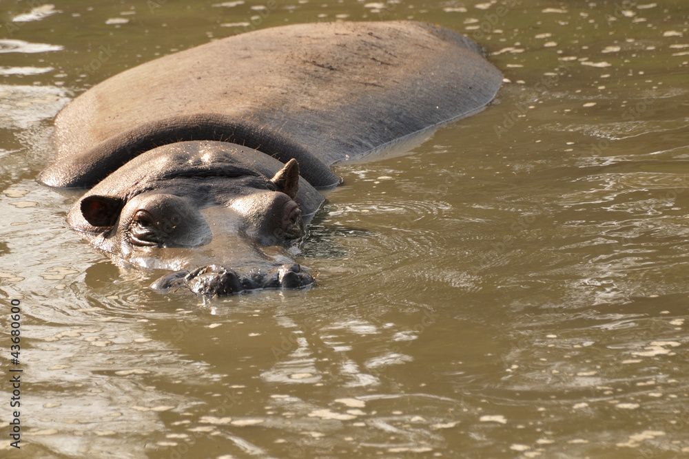Fototapeta premium Hippo swimming towards camera