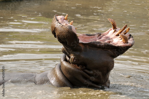 Hippo in water yawning