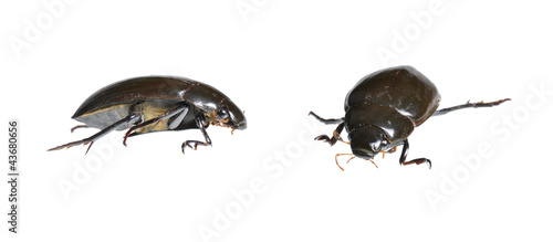 Great Water Beetle (Hydrophilus piceus) two positions isolated
