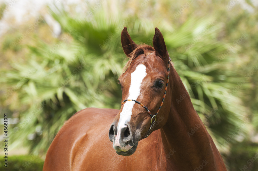 An Arabian Horse on a pasture
