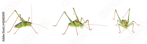 Speckled Bush-Cricket (Leptophyes punctatissima) isolated