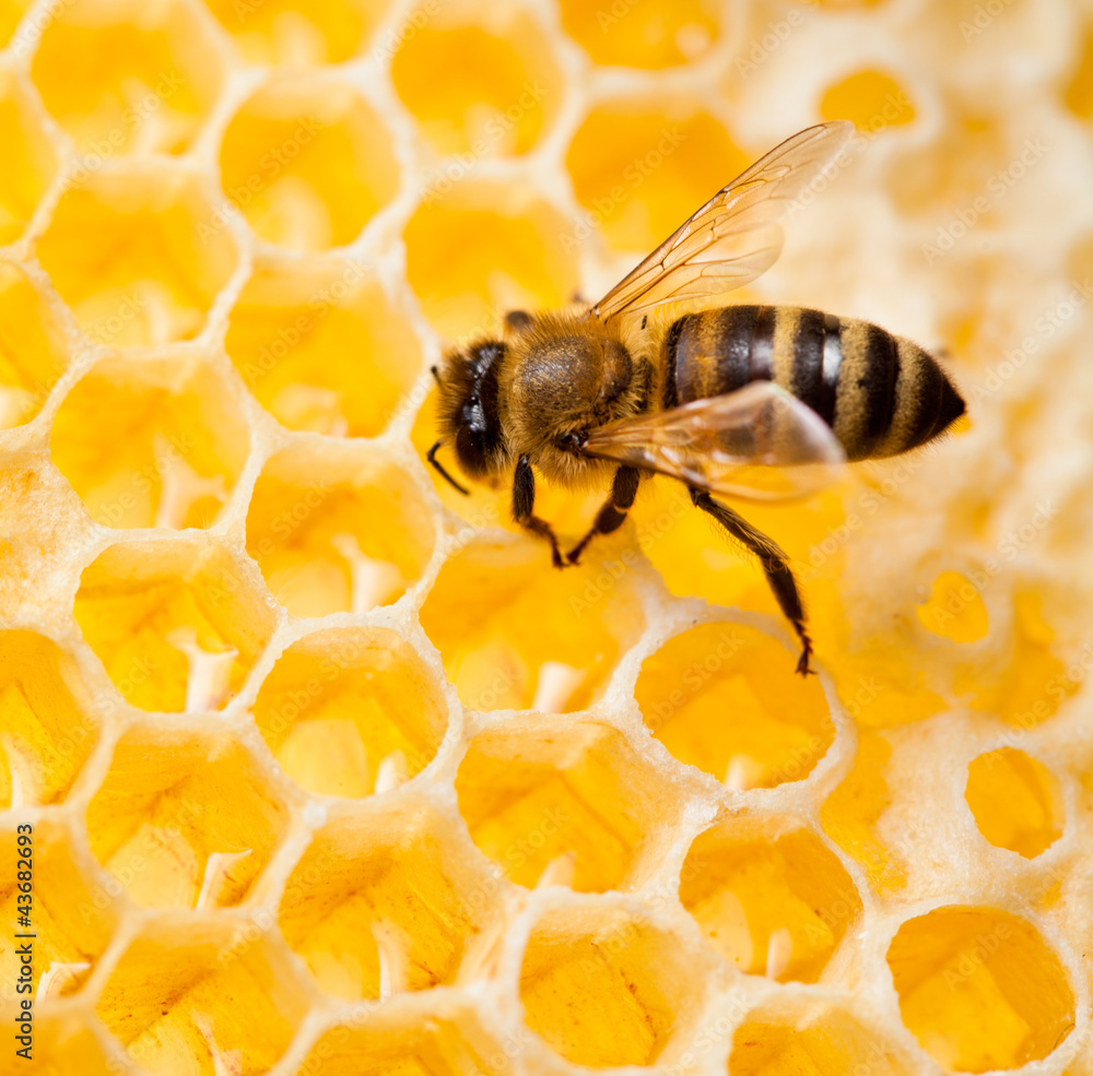 bee macro shot collecting honey in honeycomb - obrazy, fototapety, plakaty 