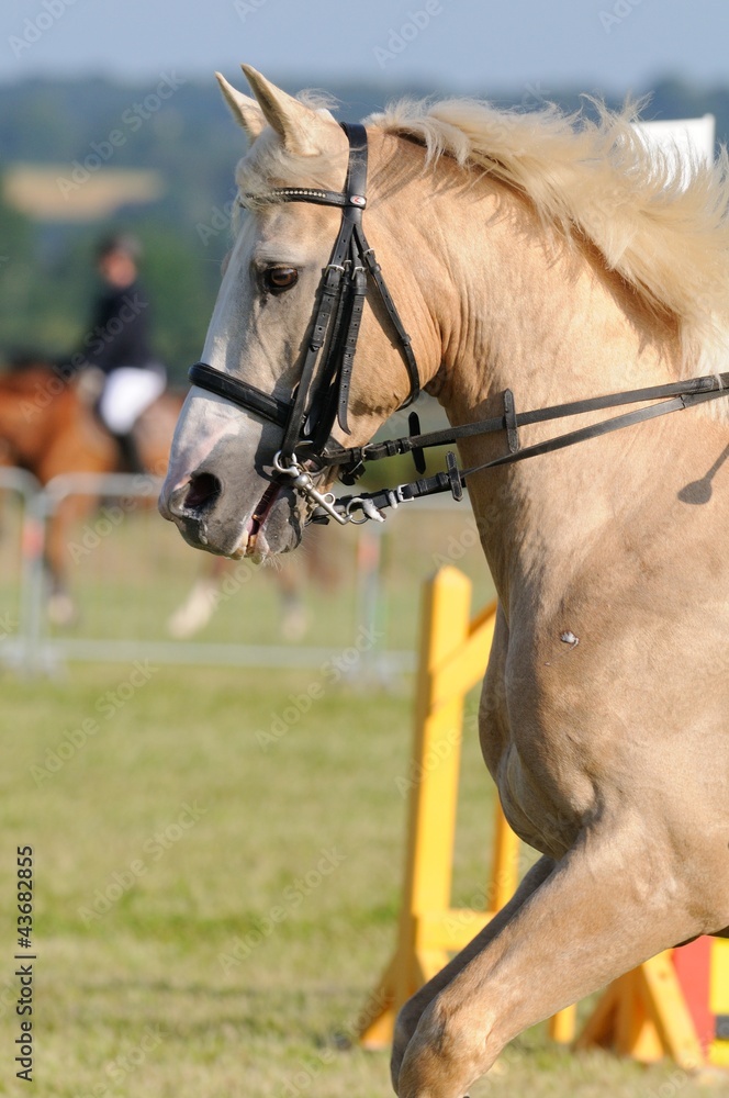 cheval crème en bride