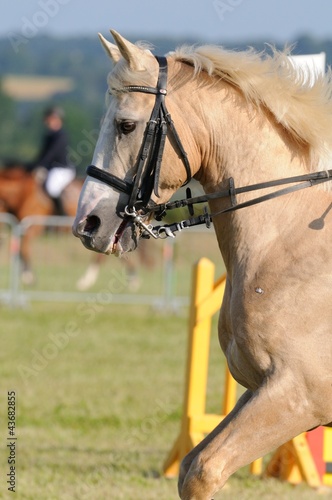 cheval crème en bride