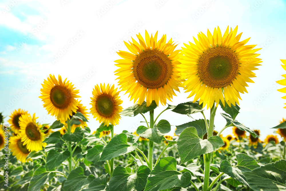 Obraz premium Sunflower field