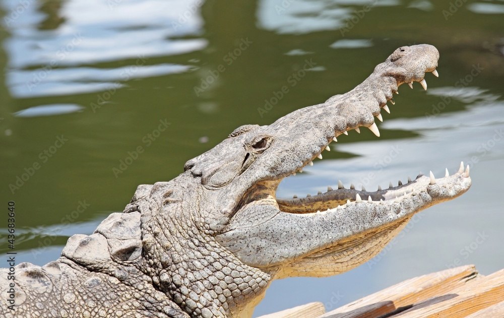 Obraz premium alligator