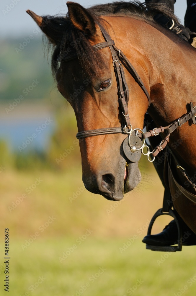 Obraz premium cheval baisant la tête